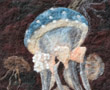 Jellyfish from 
Monterey Aquarium exhibit