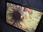 Sea Urchin